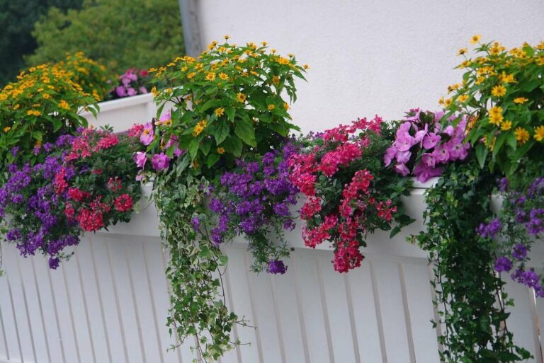 Цвеќиња на балкон