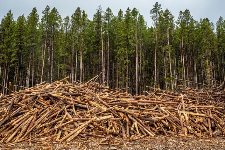 уништена шума како резултат на земјоделска експанзија