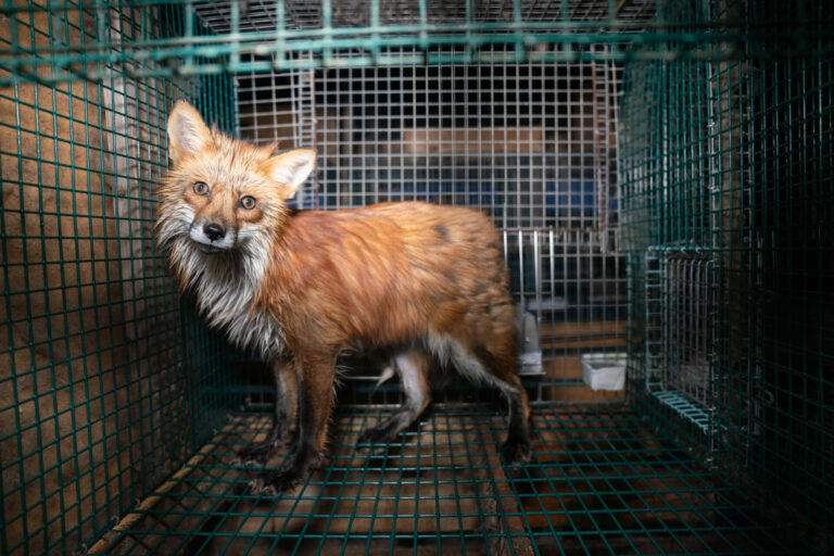 Лисица во кафез како знак за злоупотреба на животните