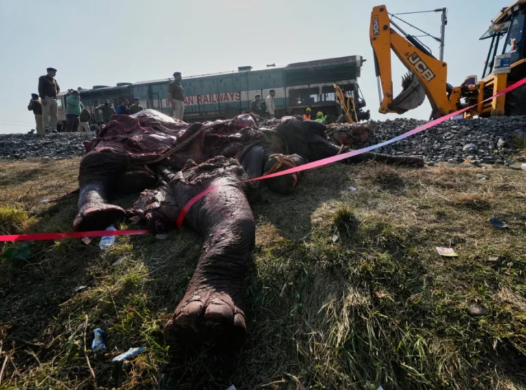 Слика од судирот на возот со слоновите