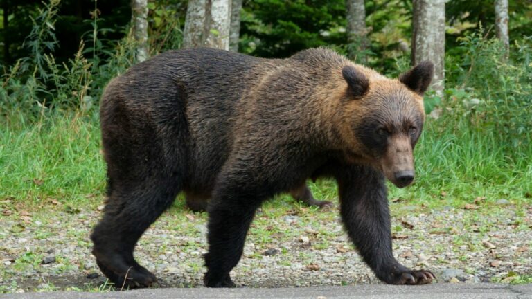 Мечка на улиците во јапонија