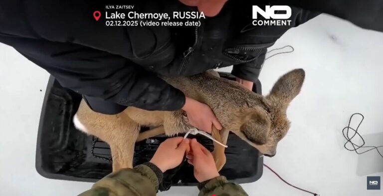 Спасувачка акција