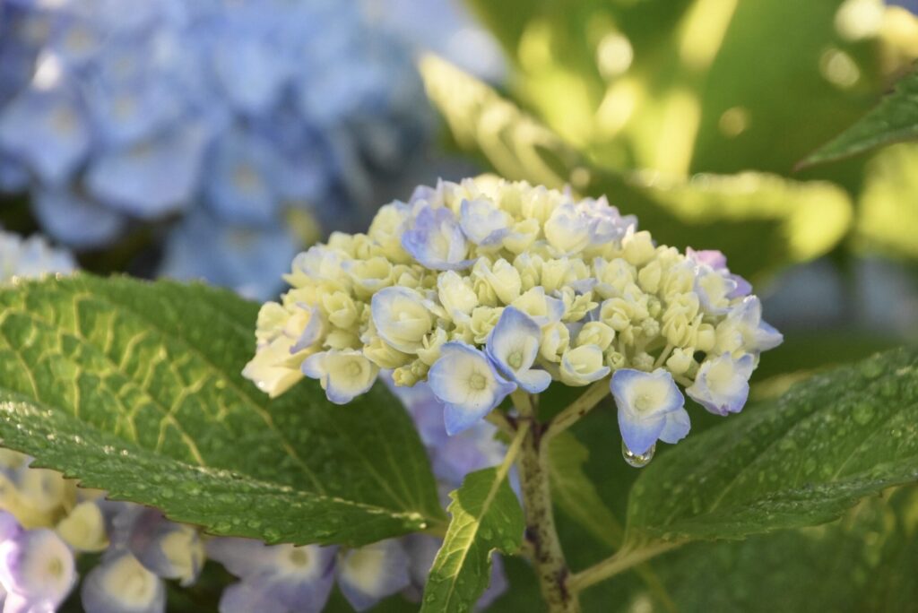 Хортензија